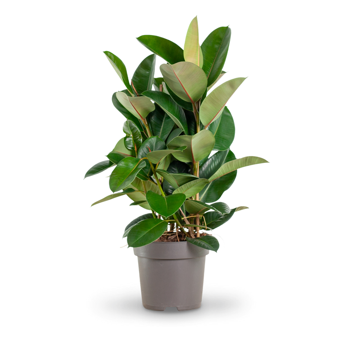 Plantura Gummibaum 'Robusta' XXL-Größe