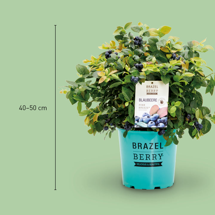 Größe der Plantura Blaubeere BrazelBerry® 'Pink Breeze'®