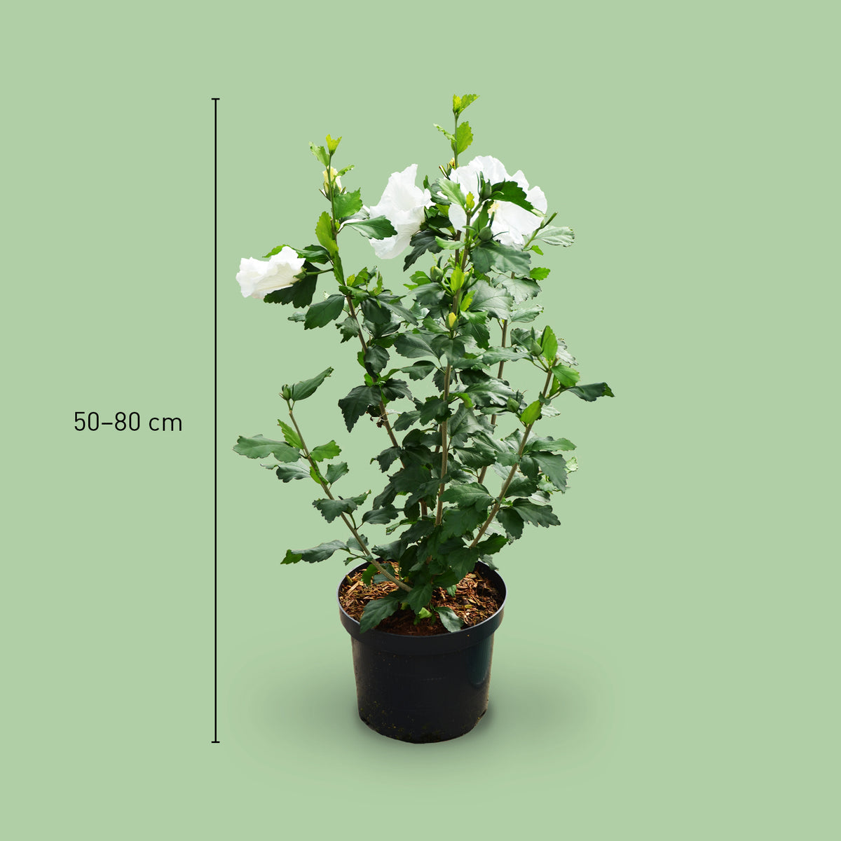 Größe des Hibiskus 'Diana'