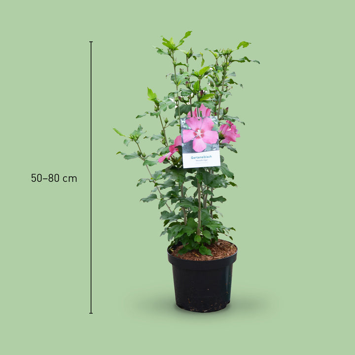 Größe des Hibiskus 'Woodbridge'