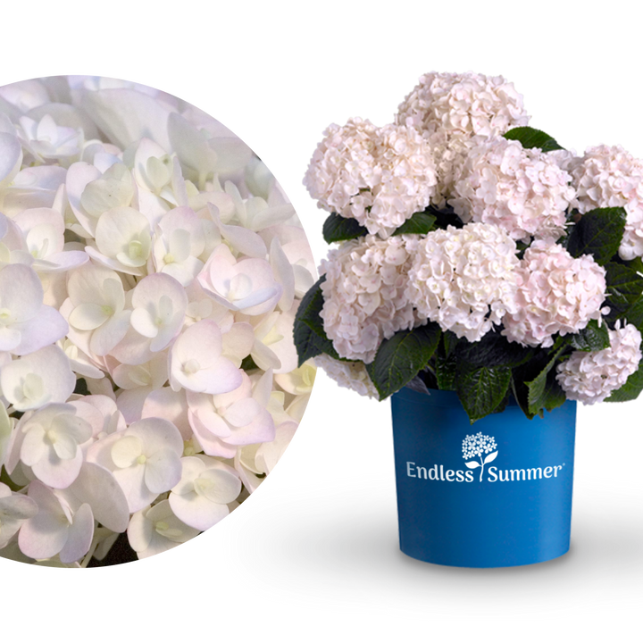 Plantura Hortensie Endless Summer® 'The Bride'