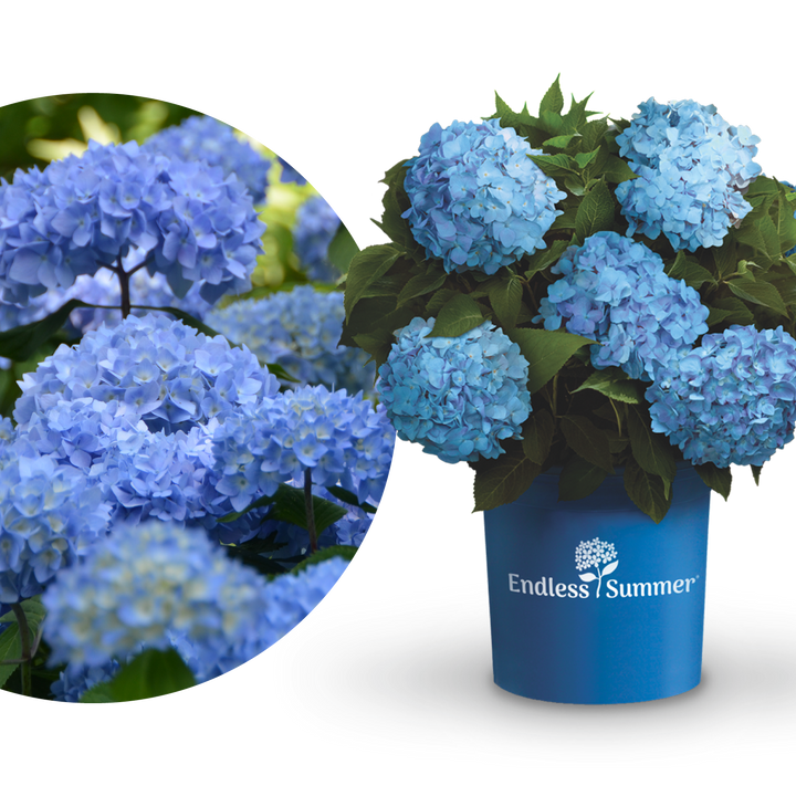 Plantura Hortensie Endless Summer® 'The Original' Blau
