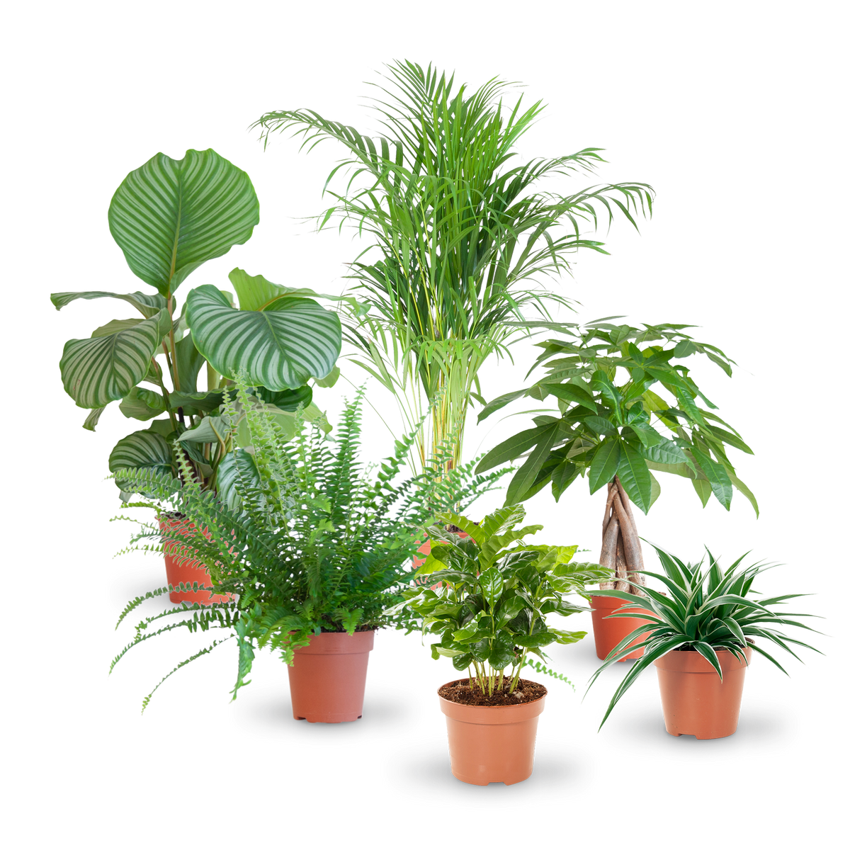 Plantura Set mit katzenfreundlichen Zimmerpflanzen