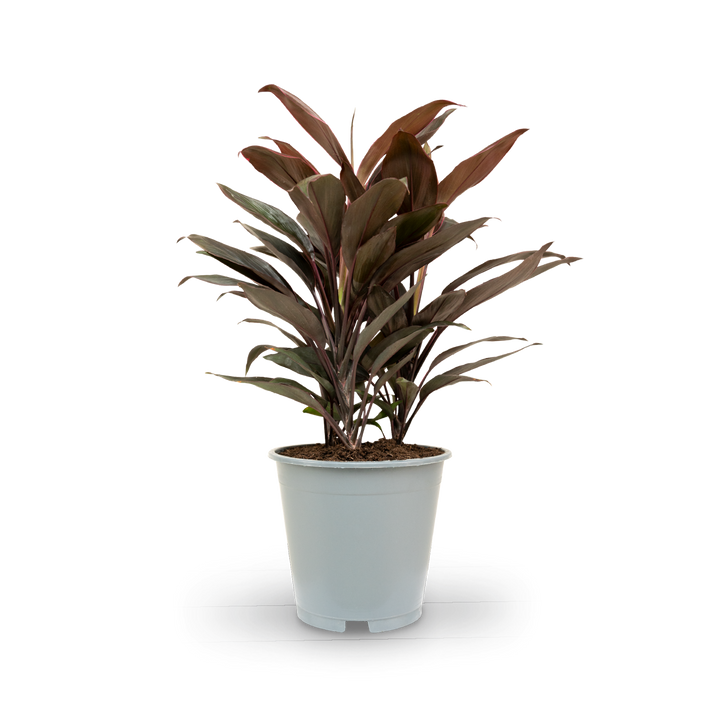 Plantura Keulenlilie 'Tango'