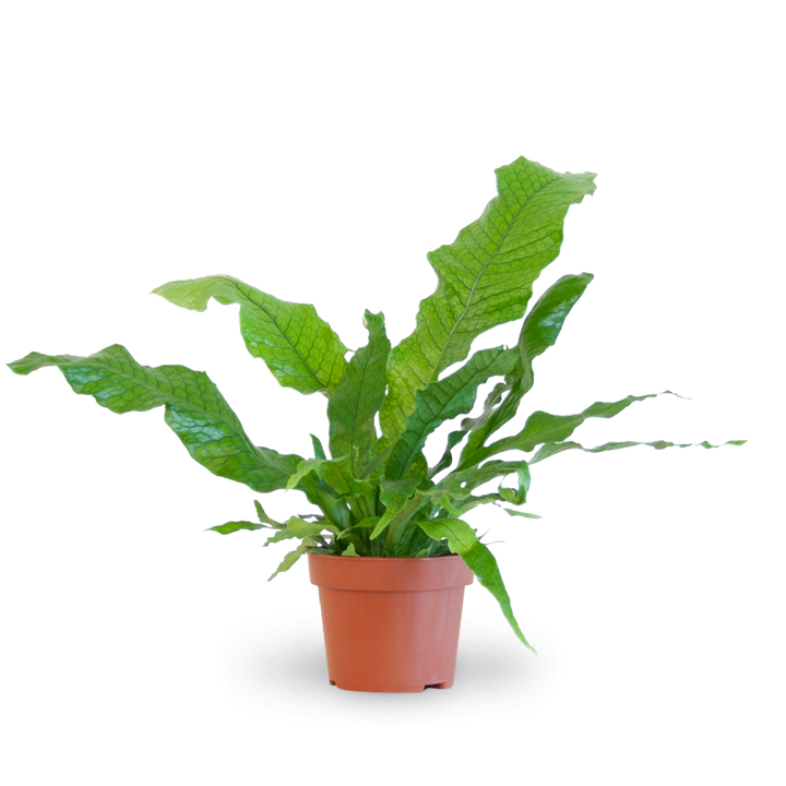 Plantura Krokodilfarn 'Crocodyllus'