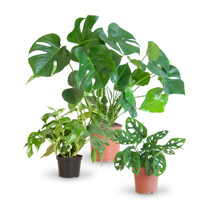 Plantura Monstera-Arten Liebhaber-Set