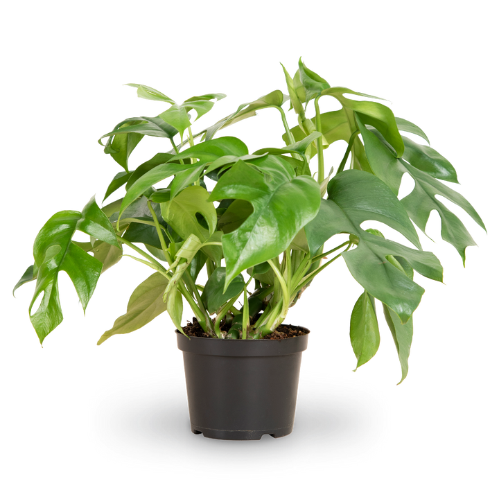 Plantura Monstera minima