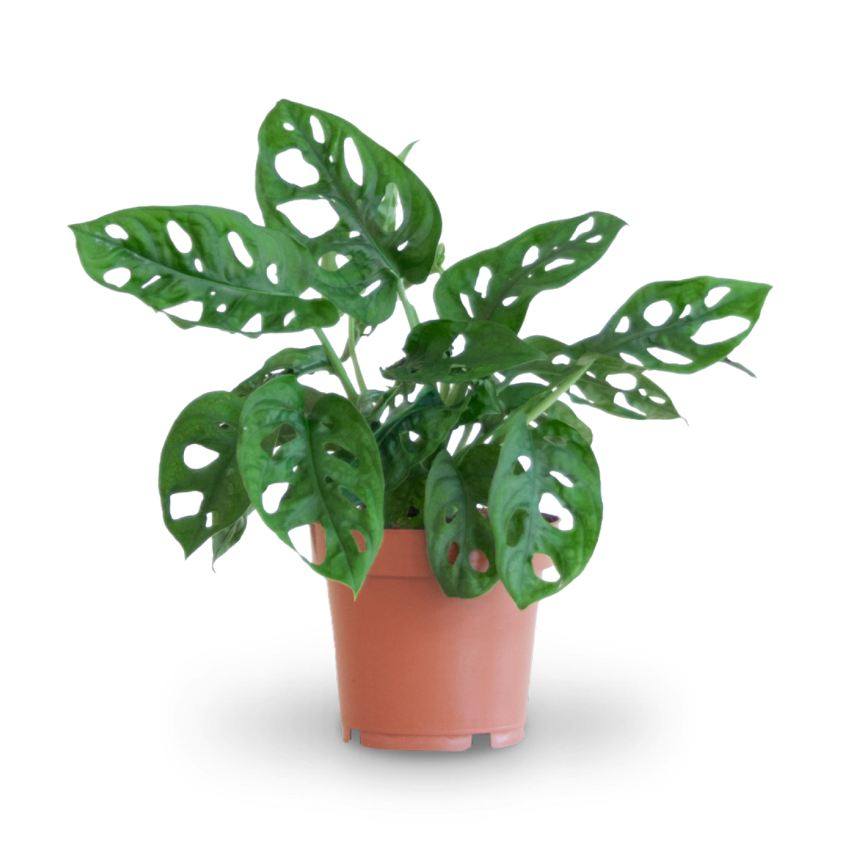 Plantura Monstera Monkey Leaf