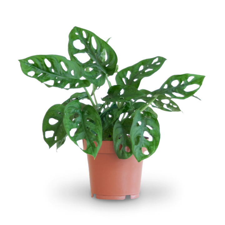 Plantura Monstera Monkey Leaf