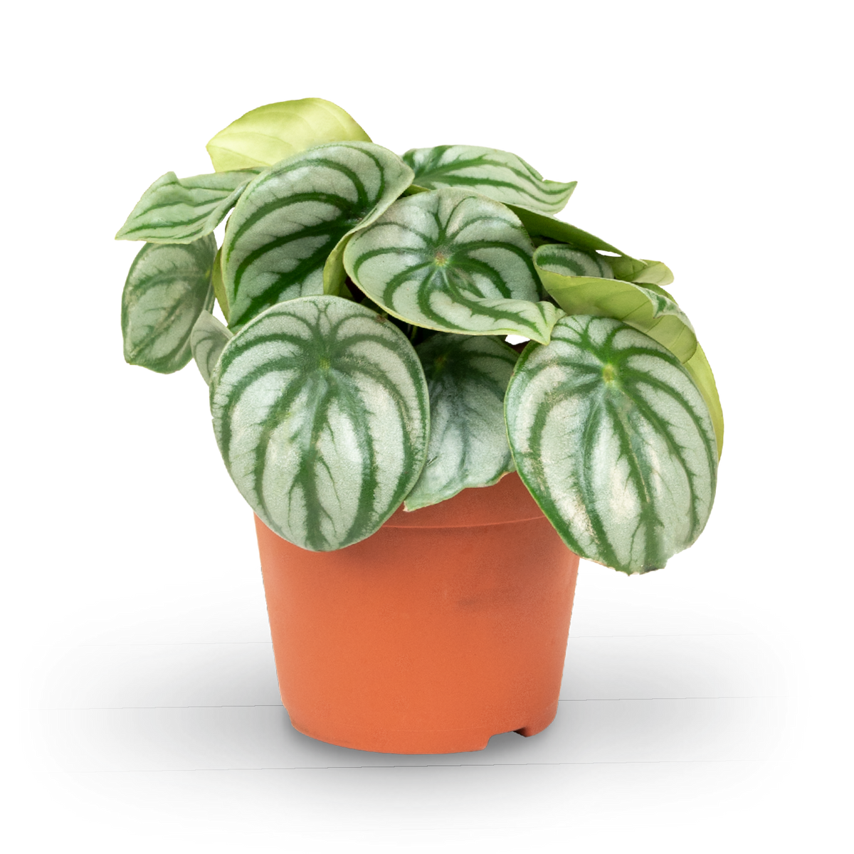 Plantura Peperomia argyreia 'Watermelon'