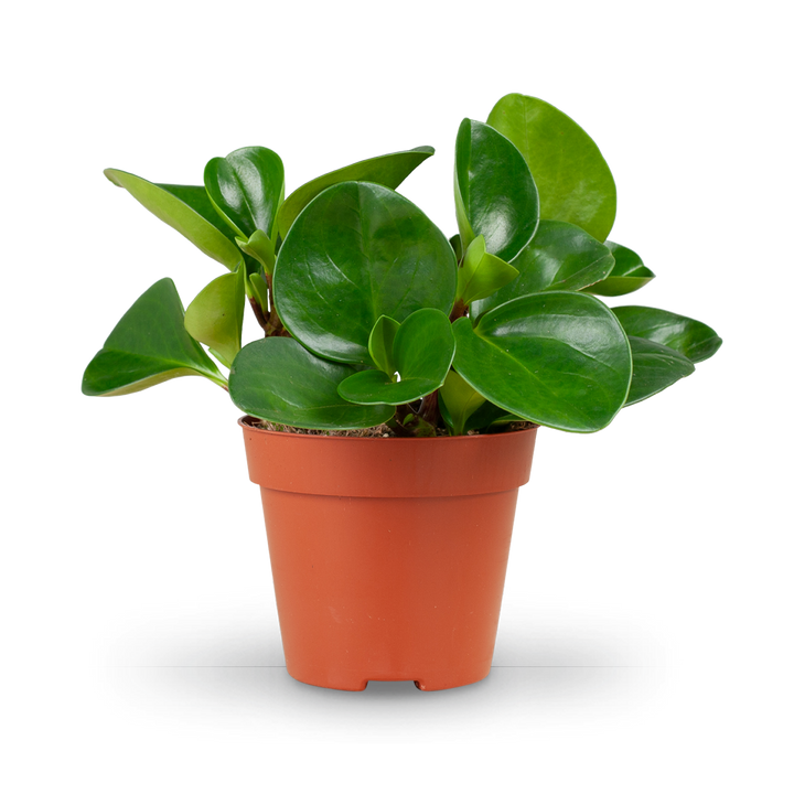 Plantura Peperomia obtusifolia 'Greengold'