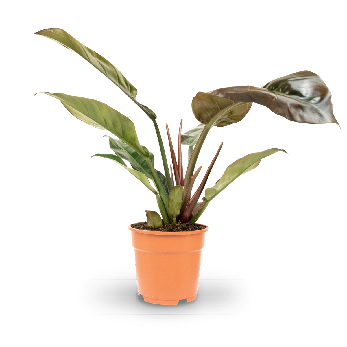 Plantura Philodendron 'Imperial Red'