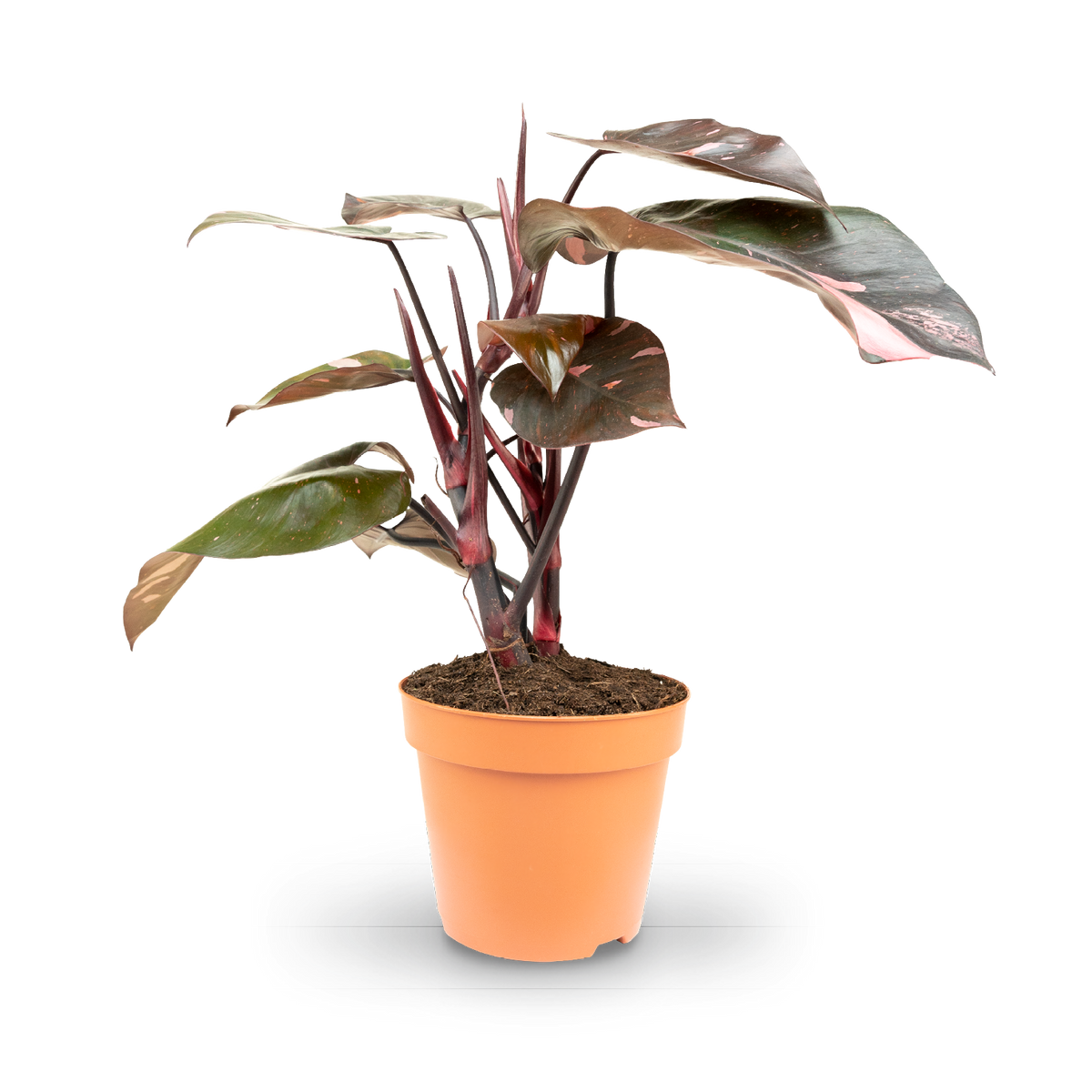 Plantura Philodendron 'Pink Princess'
