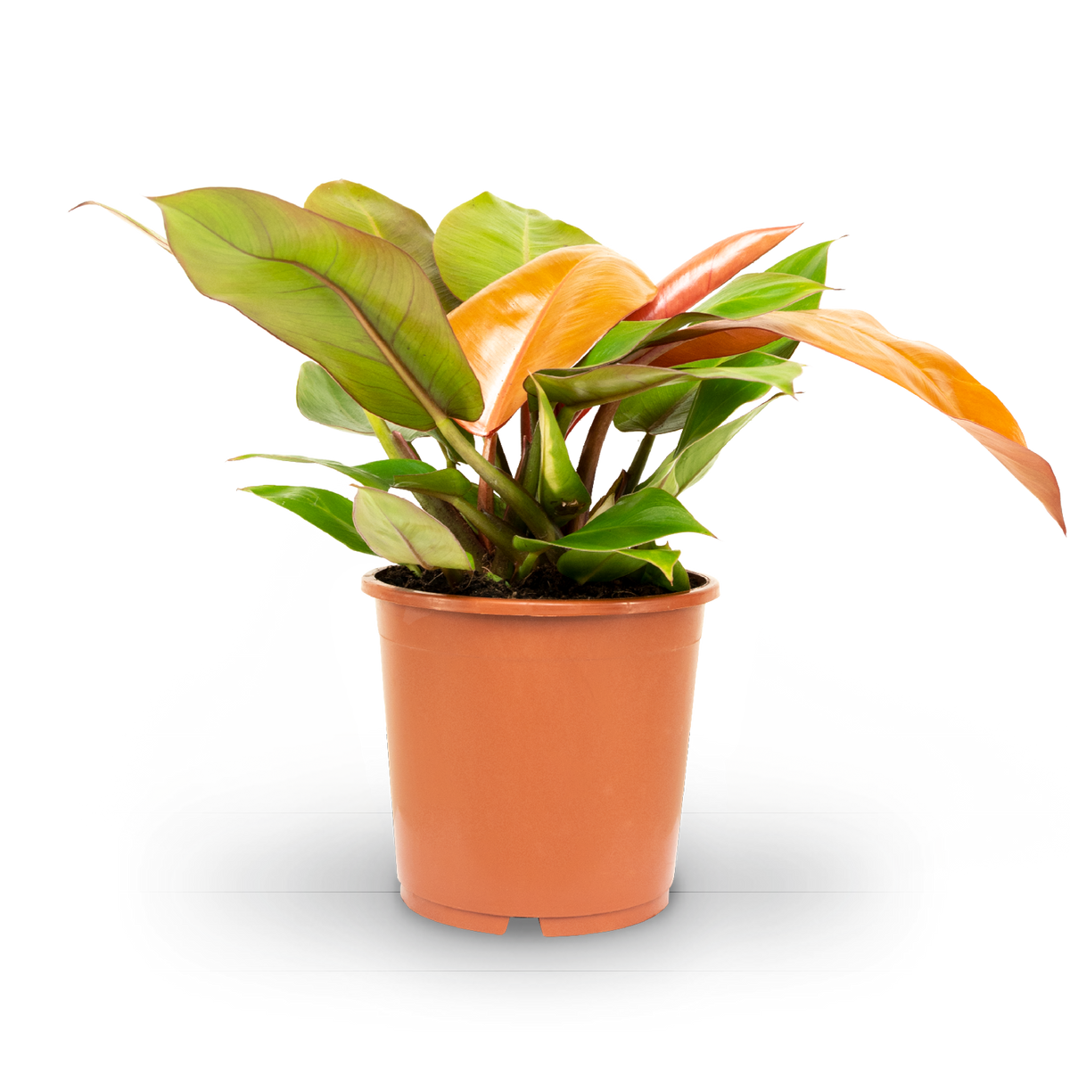 Plantura Philodendron 'Prince of Orange'