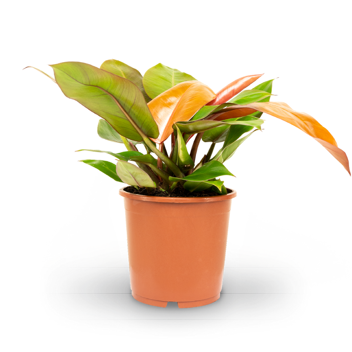 Plantura Philodendron 'Prince of Orange'
