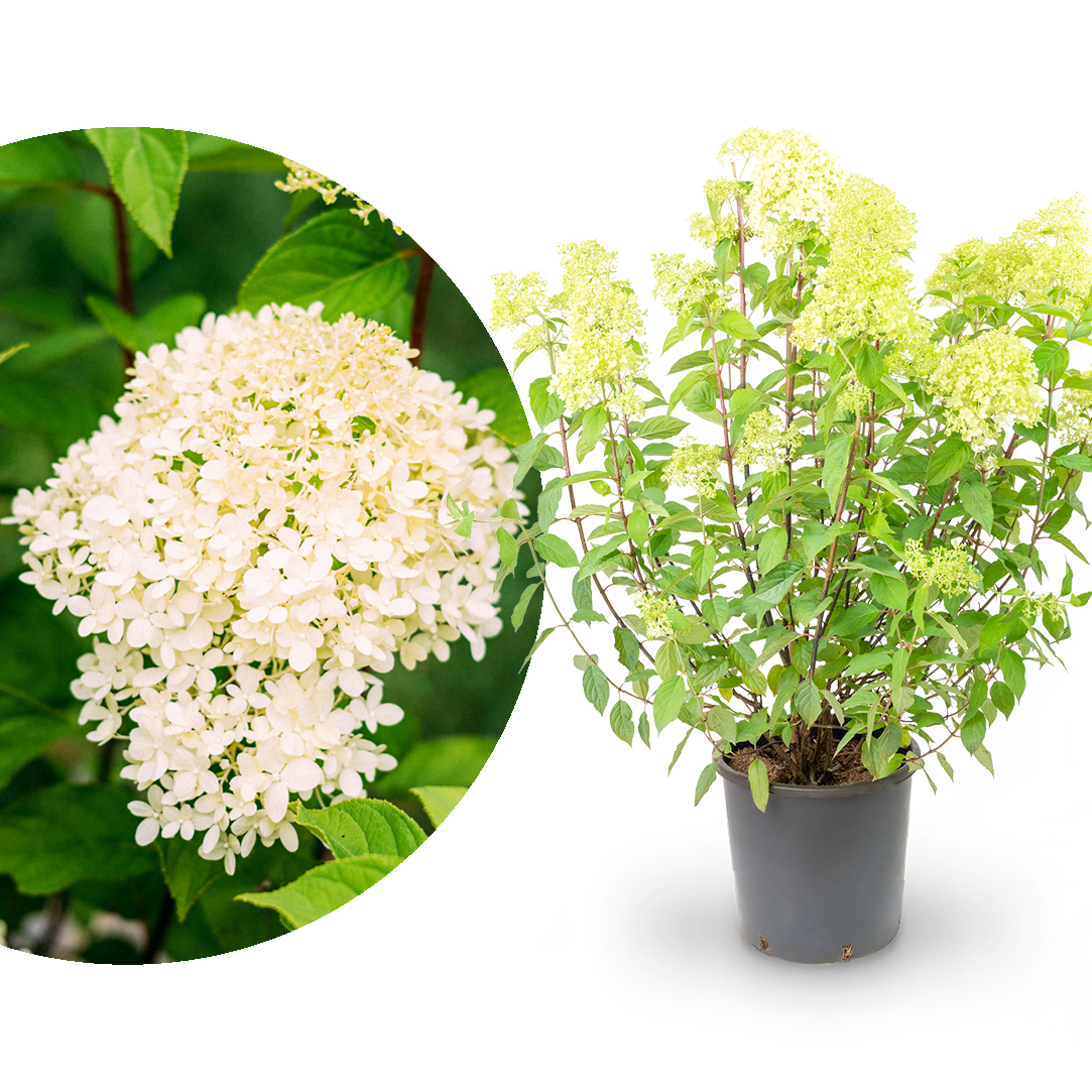 XXL Rispenhortensie 'Limelight'®