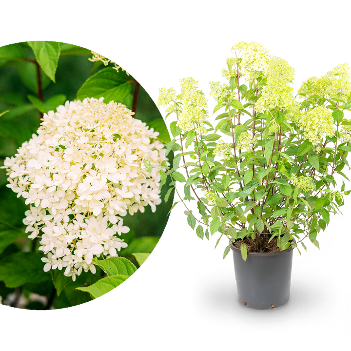 XXL Rispenhortensie 'Limelight'®