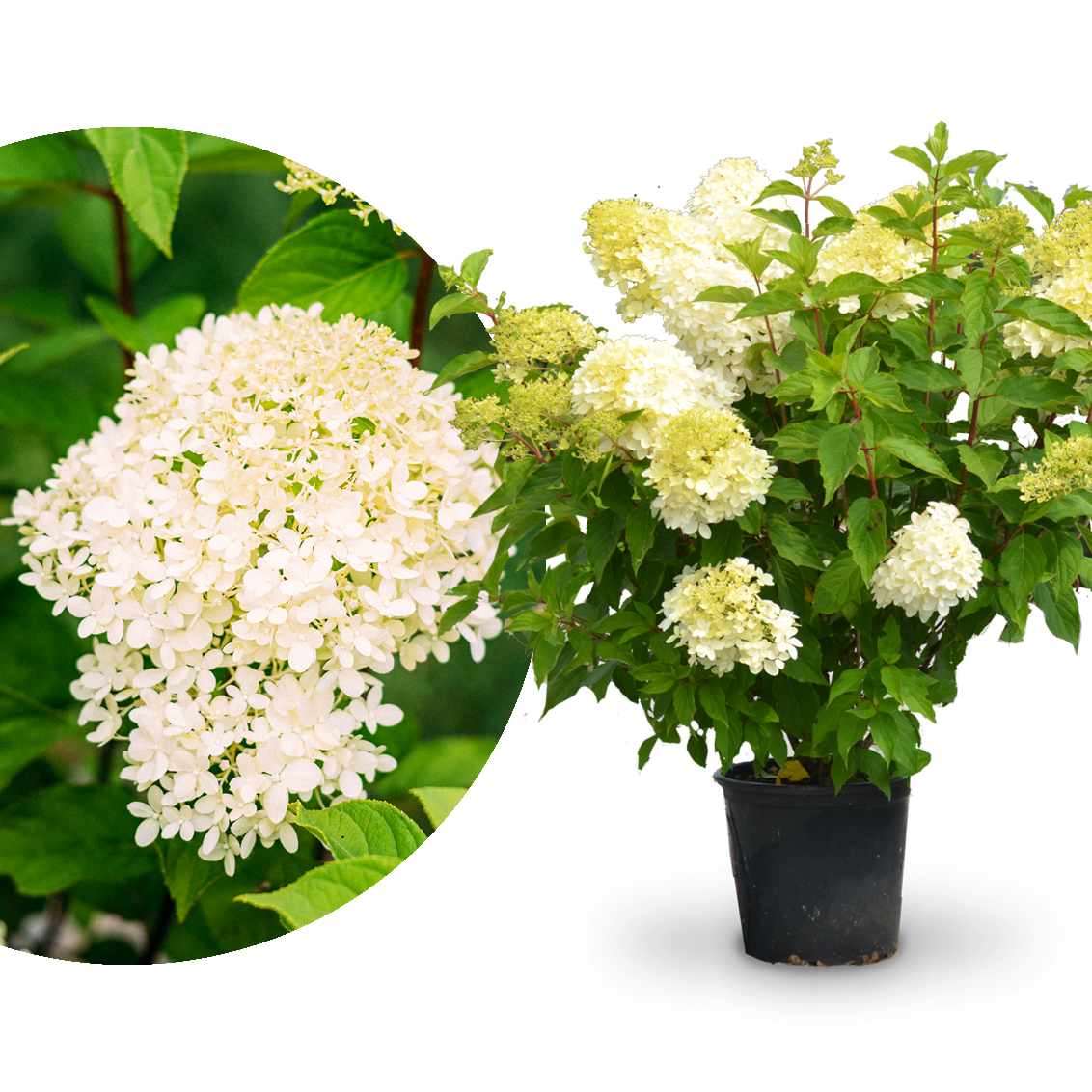 Plantura Rispenhortensie 'Limelight'®