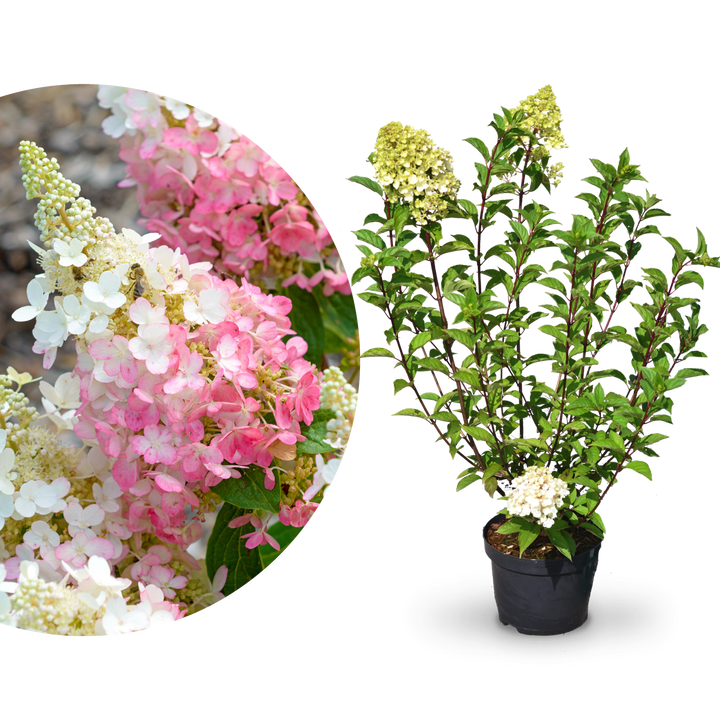Plantura Rispenhortensie 'Pinky Winky'®