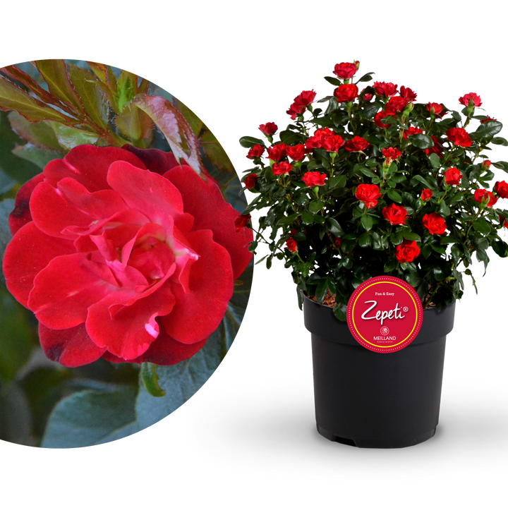 Plantura Rose Zepeti®