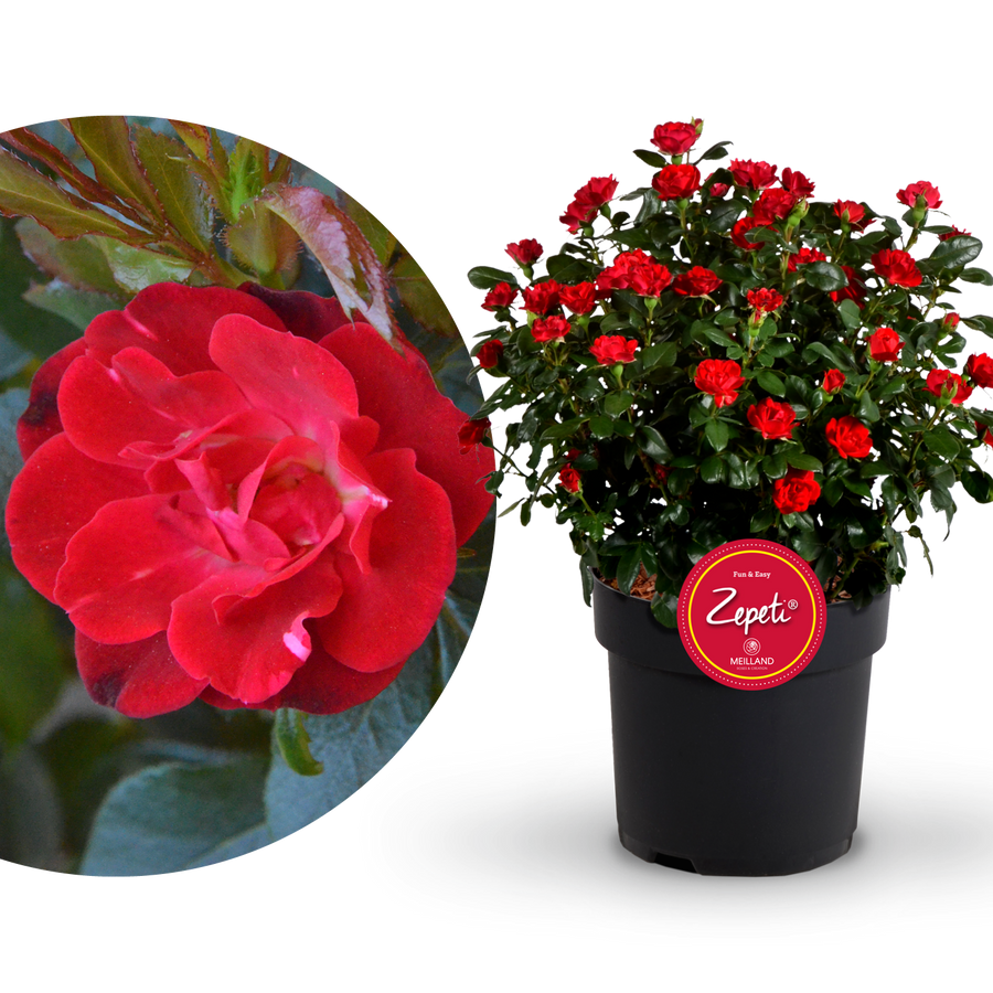 Plantura Rose Zepeti®
