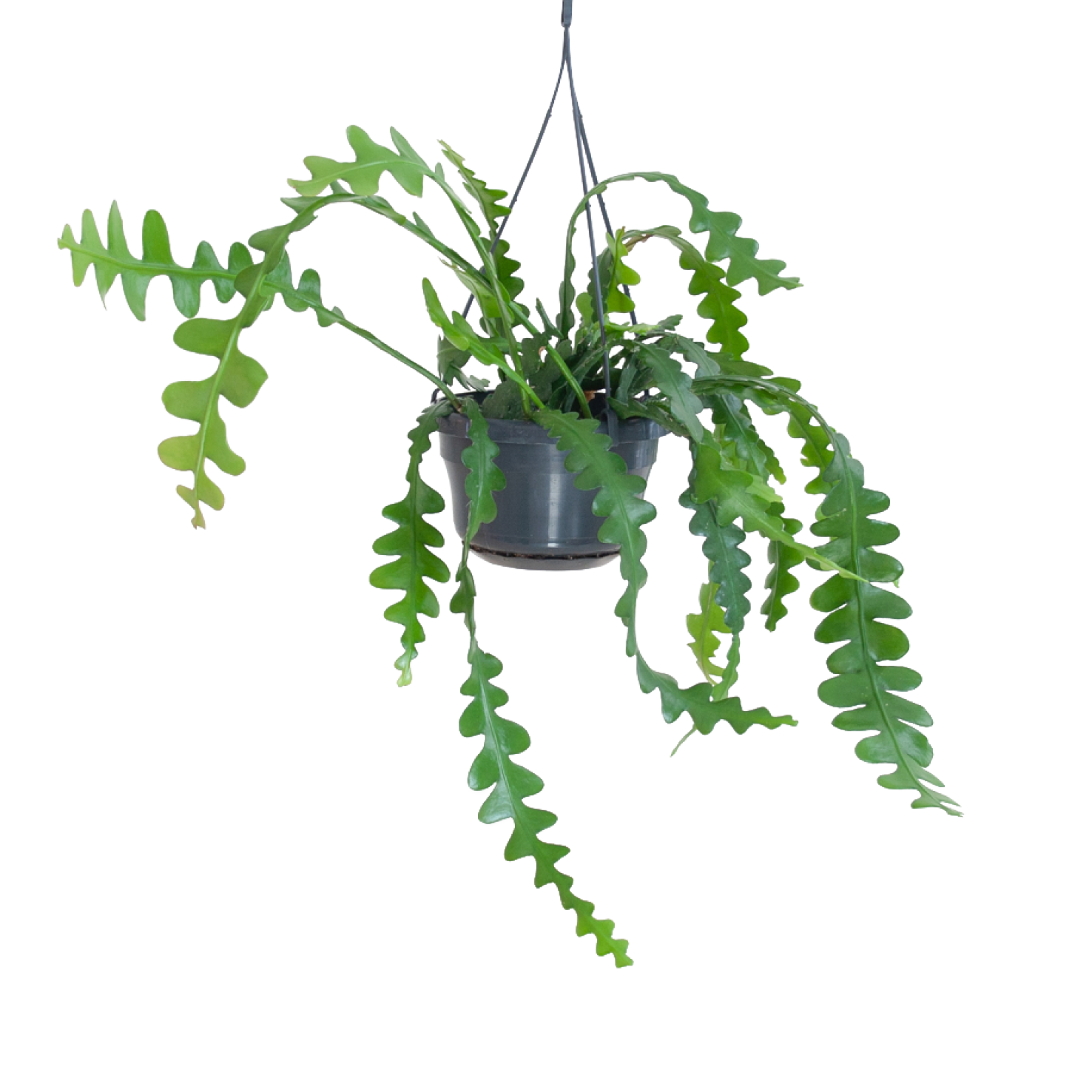 Plantura Sägeblattkaktus