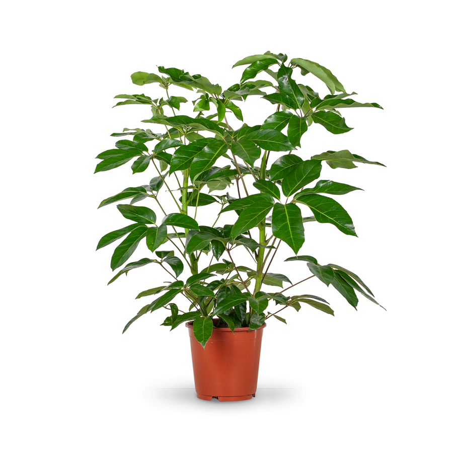 Plantura Schefflera 'Amate' XXL-Größe