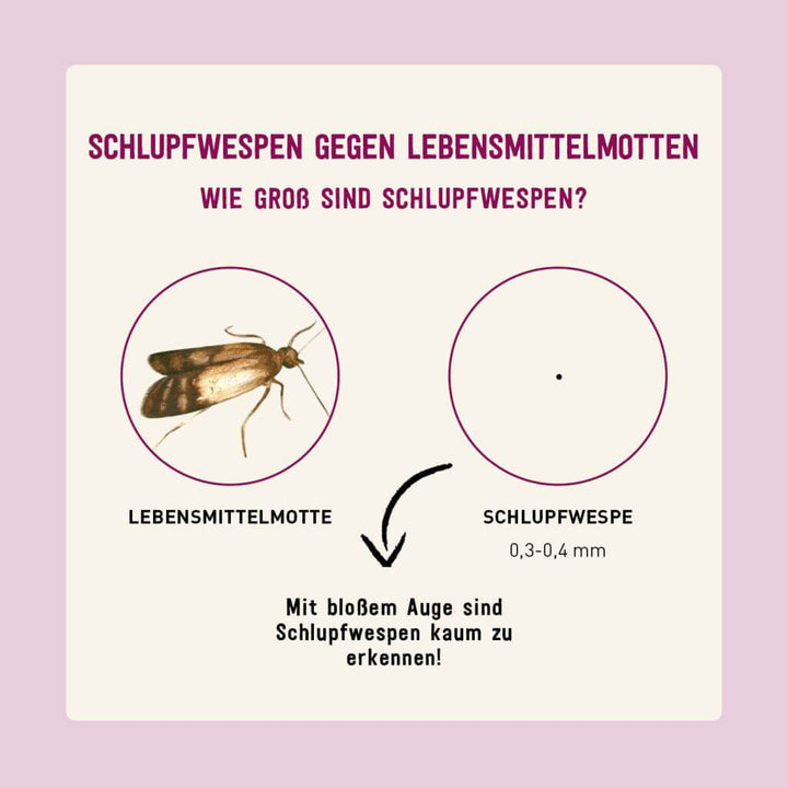 Größe von Schlupfwespen gegen Lebensmittelmotten