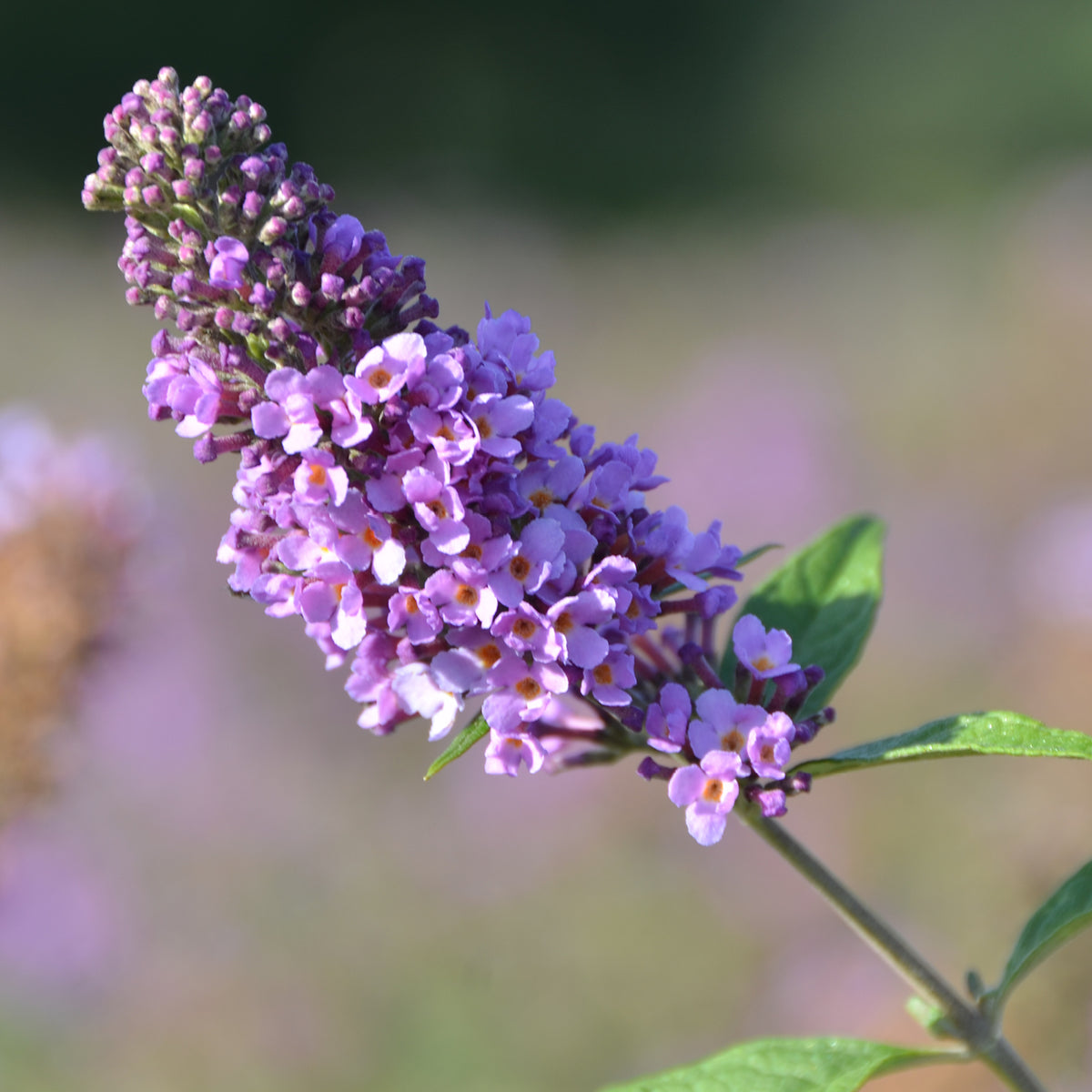 Blüte des Schmetterlingsflieders 'Lavender Cupcake'®