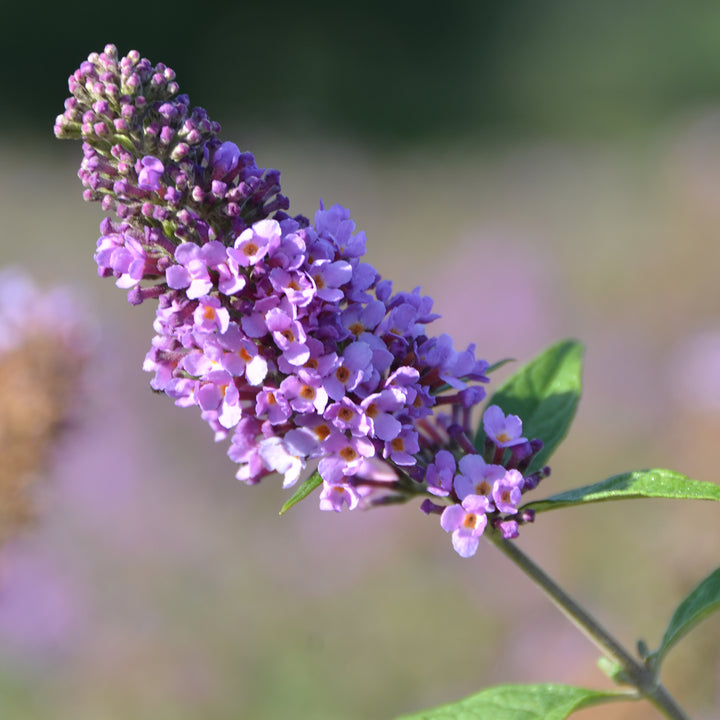 Blüte des Schmetterlingsflieders 'Lavender Cupcake'®