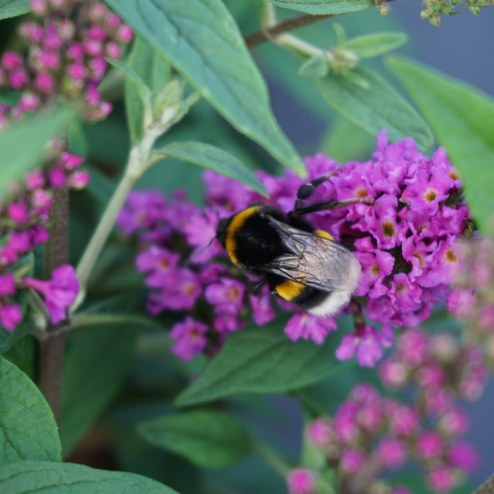Biene an Sommerflieder 'Orchid Annie'®