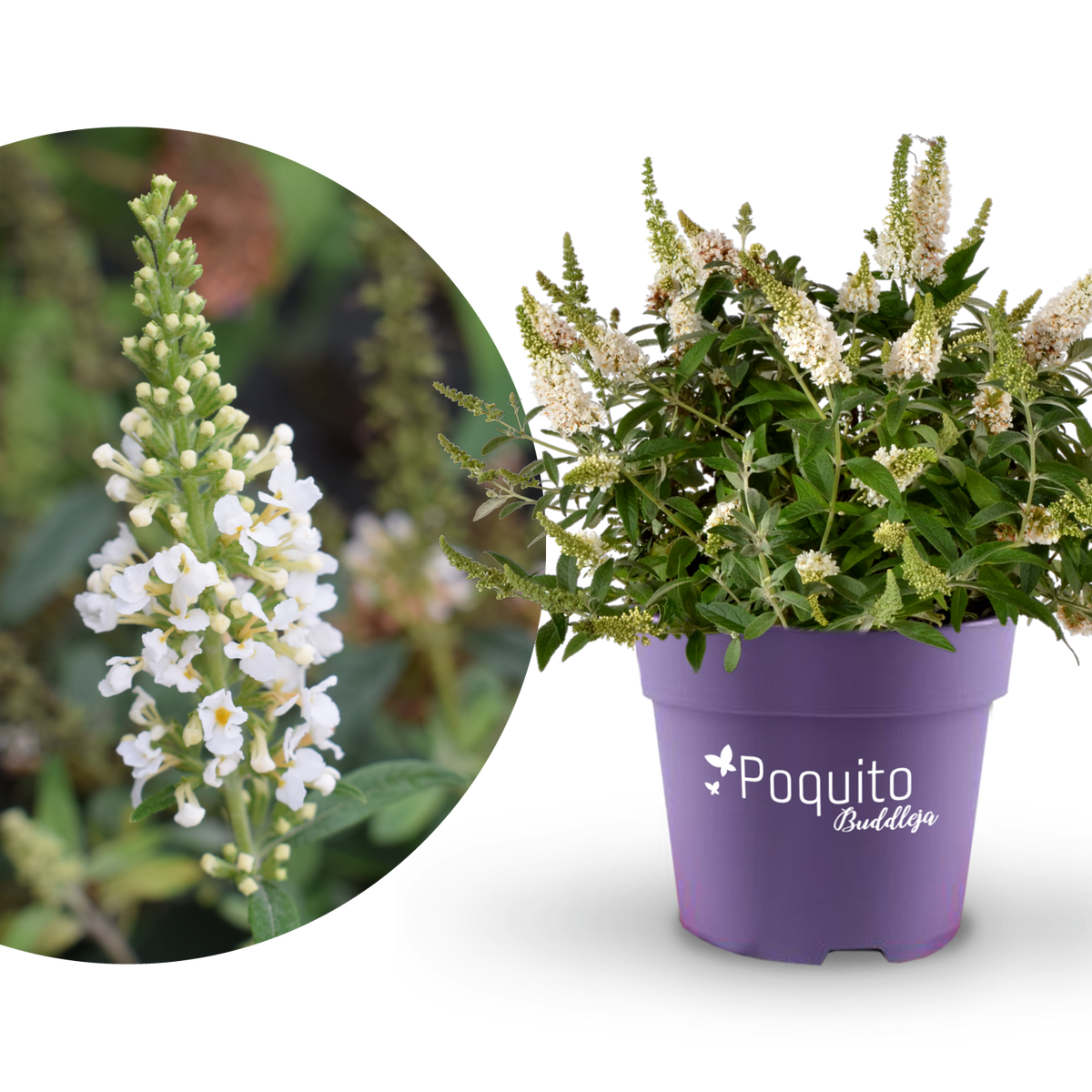 Plantura Schmetterlingsflieder POQUITO® 'Brimstone Butterfly'®