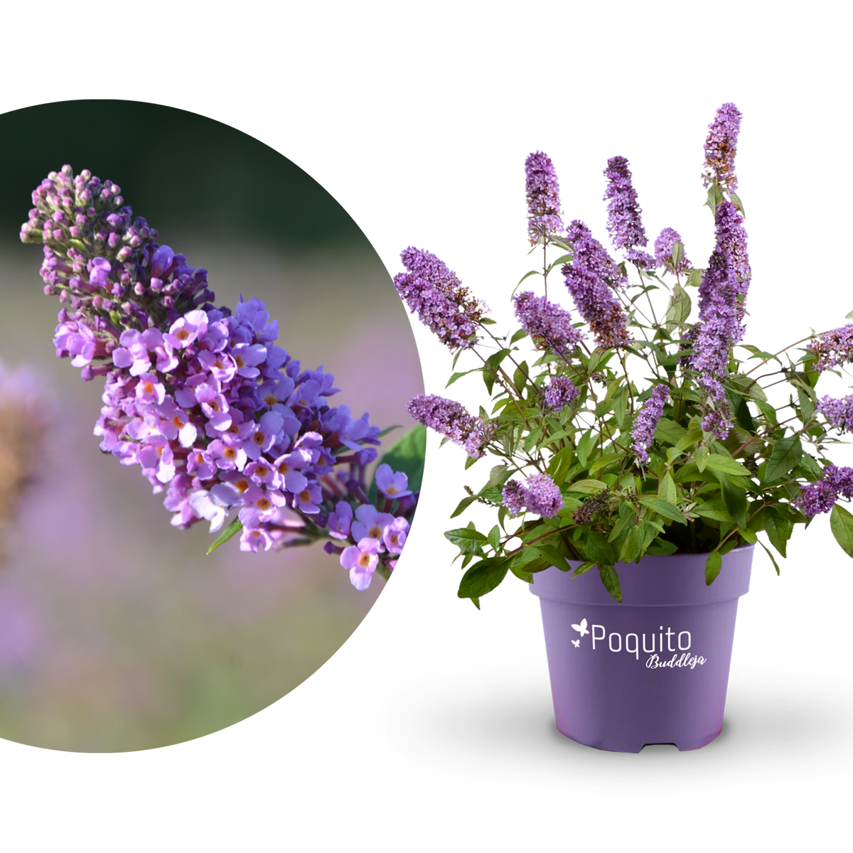 Plantura Schmetterlingsflieder POQUITO® 'Lavender Cupcake'®