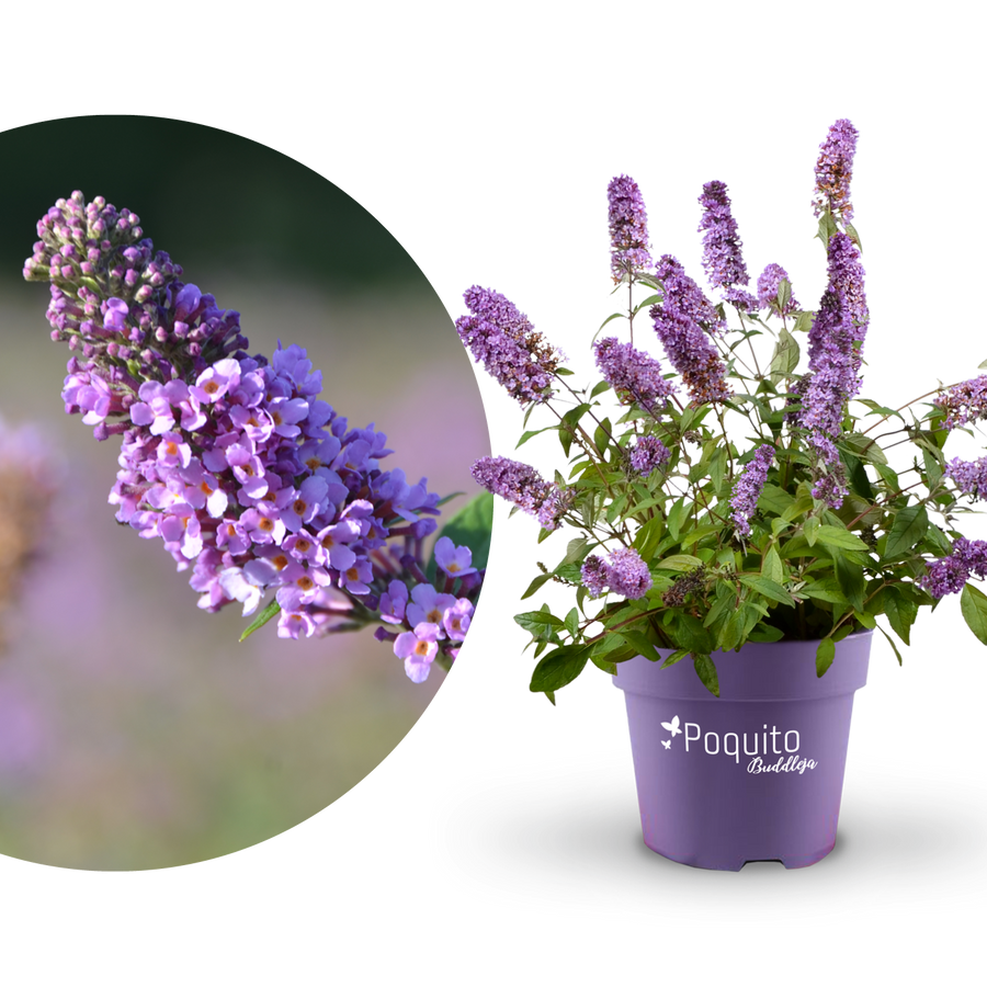 Plantura Schmetterlingsflieder POQUITO® 'Lavender Cupcake'®