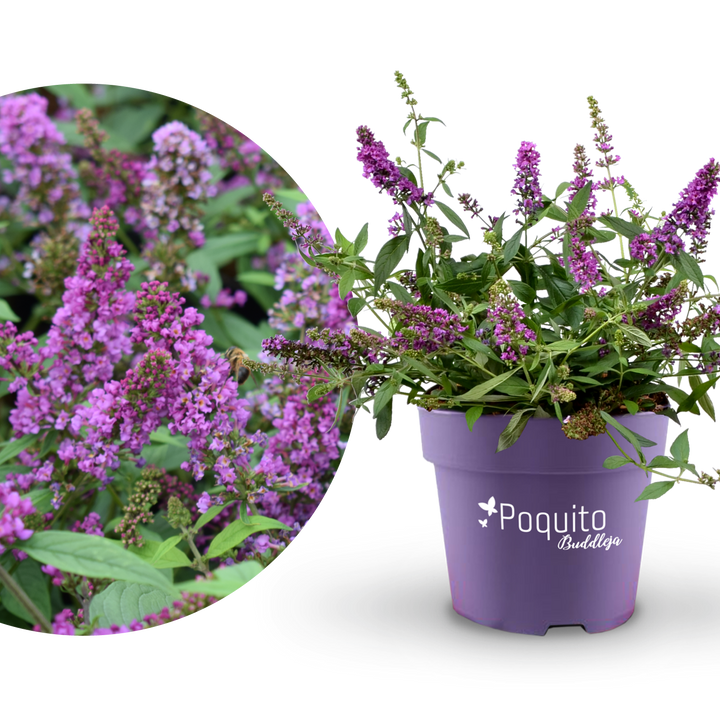 Plantura Schmetterlingsflieder POQUITO® 'Orchid Annie'®
