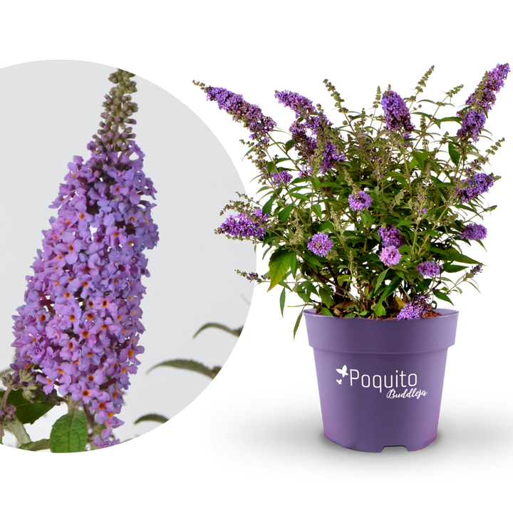 Plantura Schmetterlingsflieder POQUITO® 'Painted Lady'®