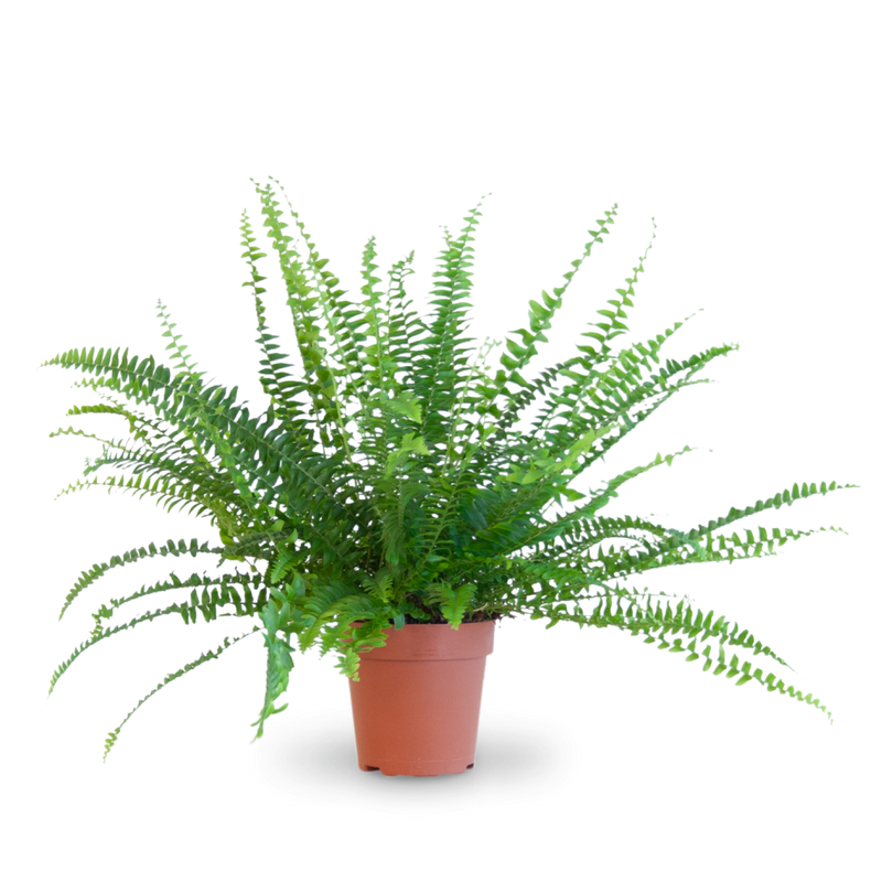 Plantura Schwertfarn 'Green Lady'