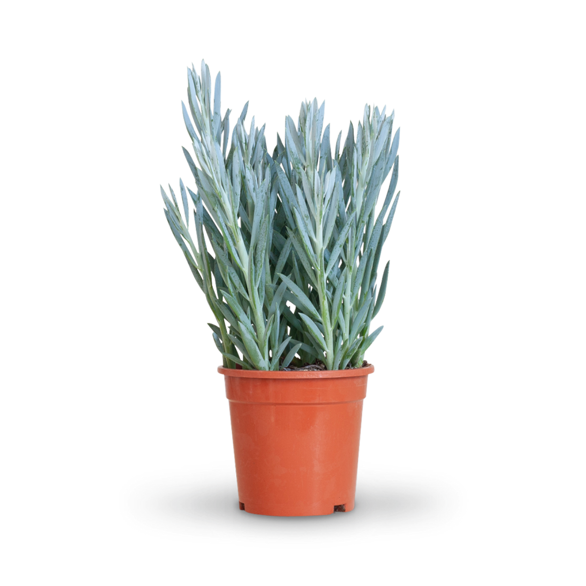 Plantura Senecio 'Mount Everest'