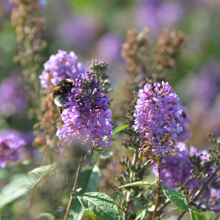 Biene an Sommerflieder 'Lavender Cupcake'®