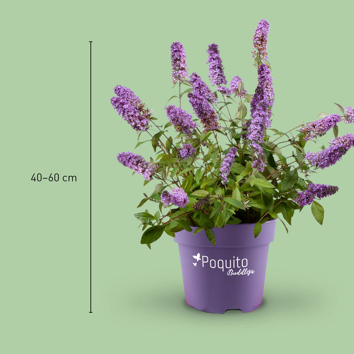 Größe des Sommerflieders 'Lavender Cupcake'®