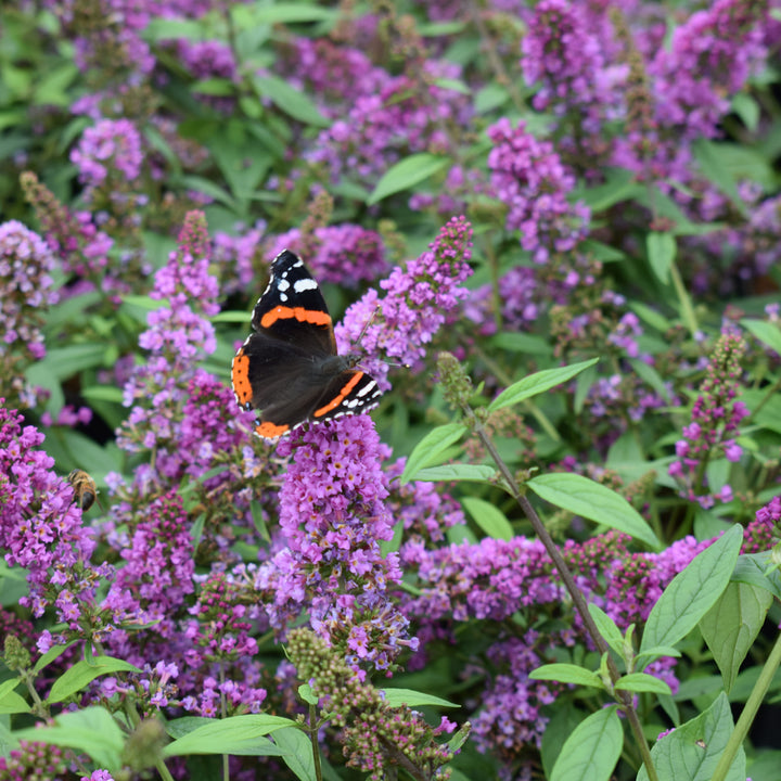 Sommerflieder 'Orchid Annie'® mit Schmetterling
