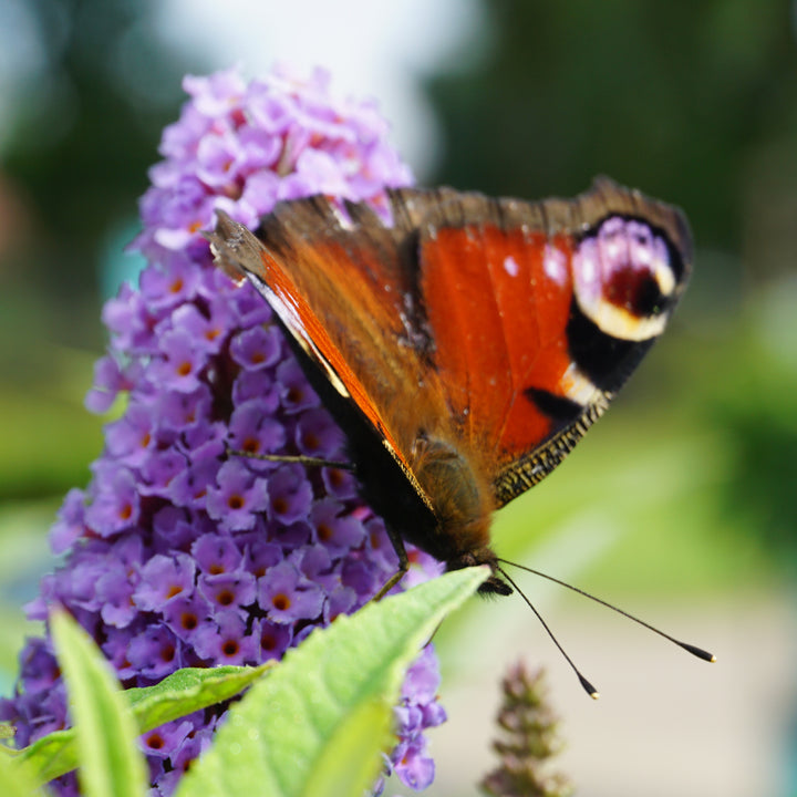 Sommerflieder 'Painted Lady'® mit Schmetterling