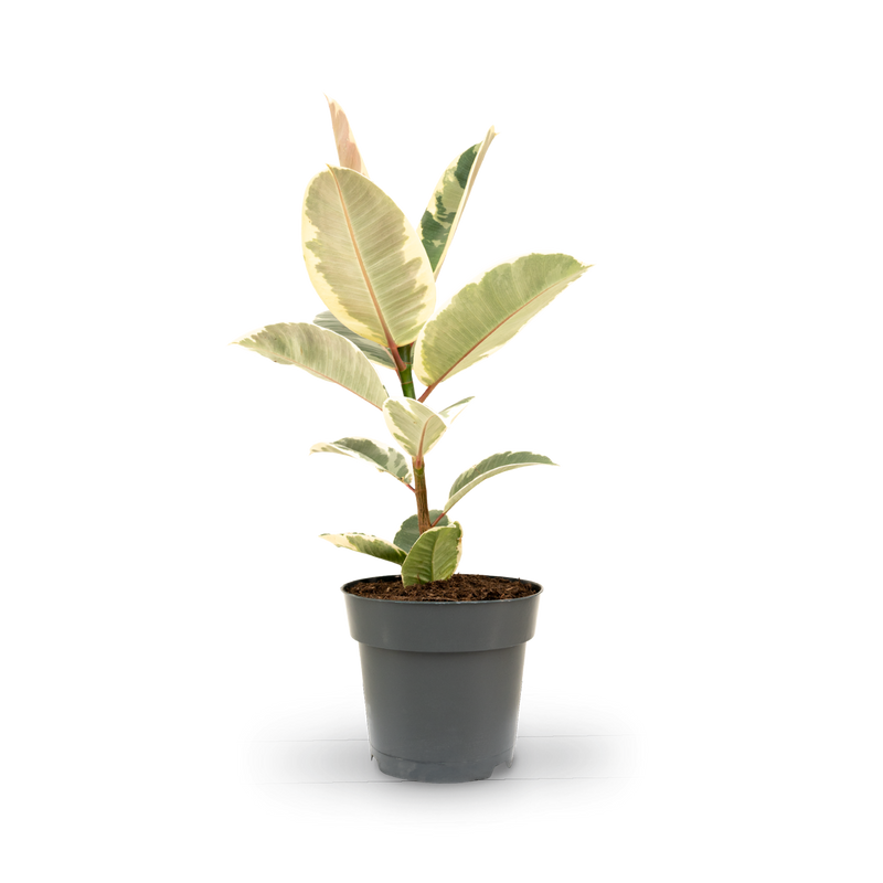 Plantura Weißbunter Gummibaum 'Tineke'