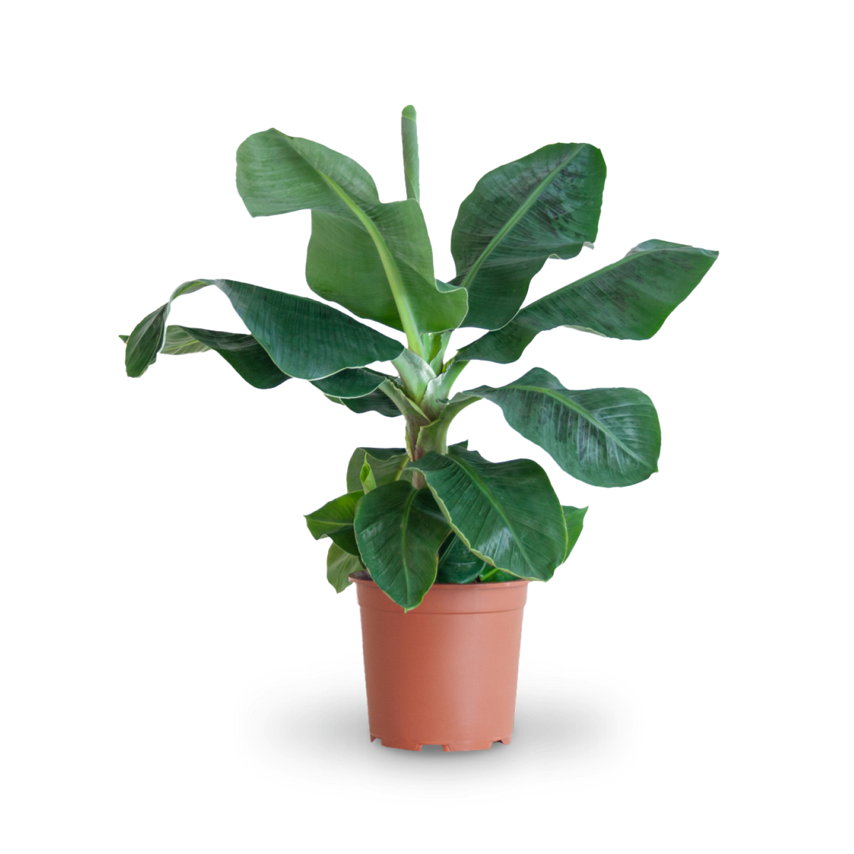 Plantura Zwerg-Essbanane 'Dwarf Cavendish'