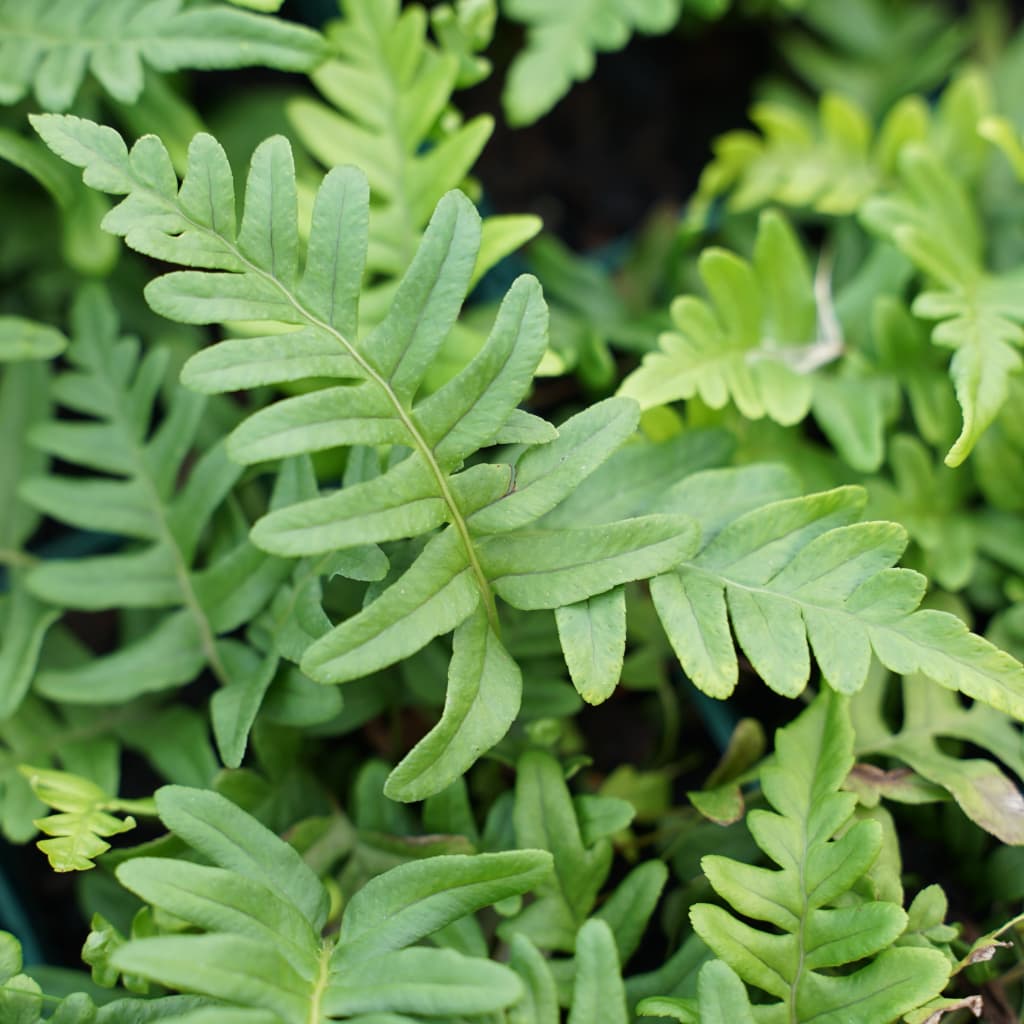 Polypodium vulgare