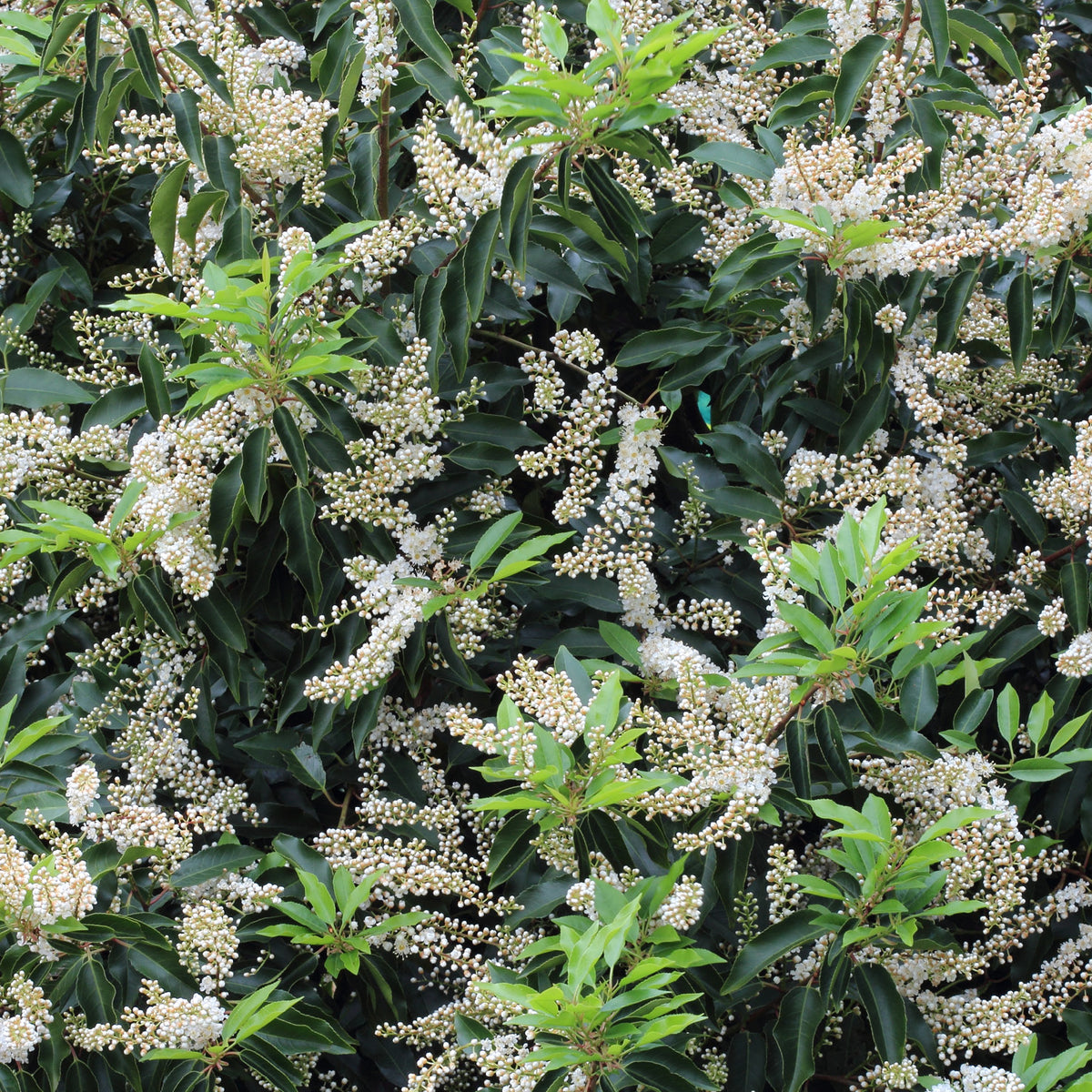 Blüten der Portugiesischen Lorbeerkirsche 'Angustifolia'