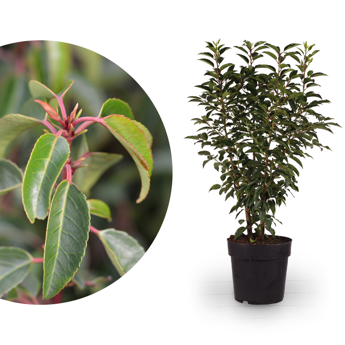 Portugiesische Lorbeerkirsche 'Angustifolia'