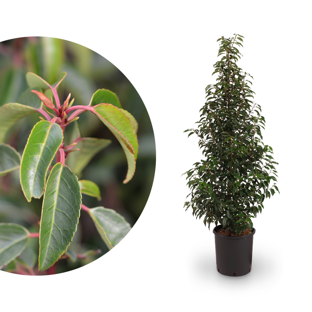 Portugiesischer Kirschlorbeer 'Angustifolia' im Topf