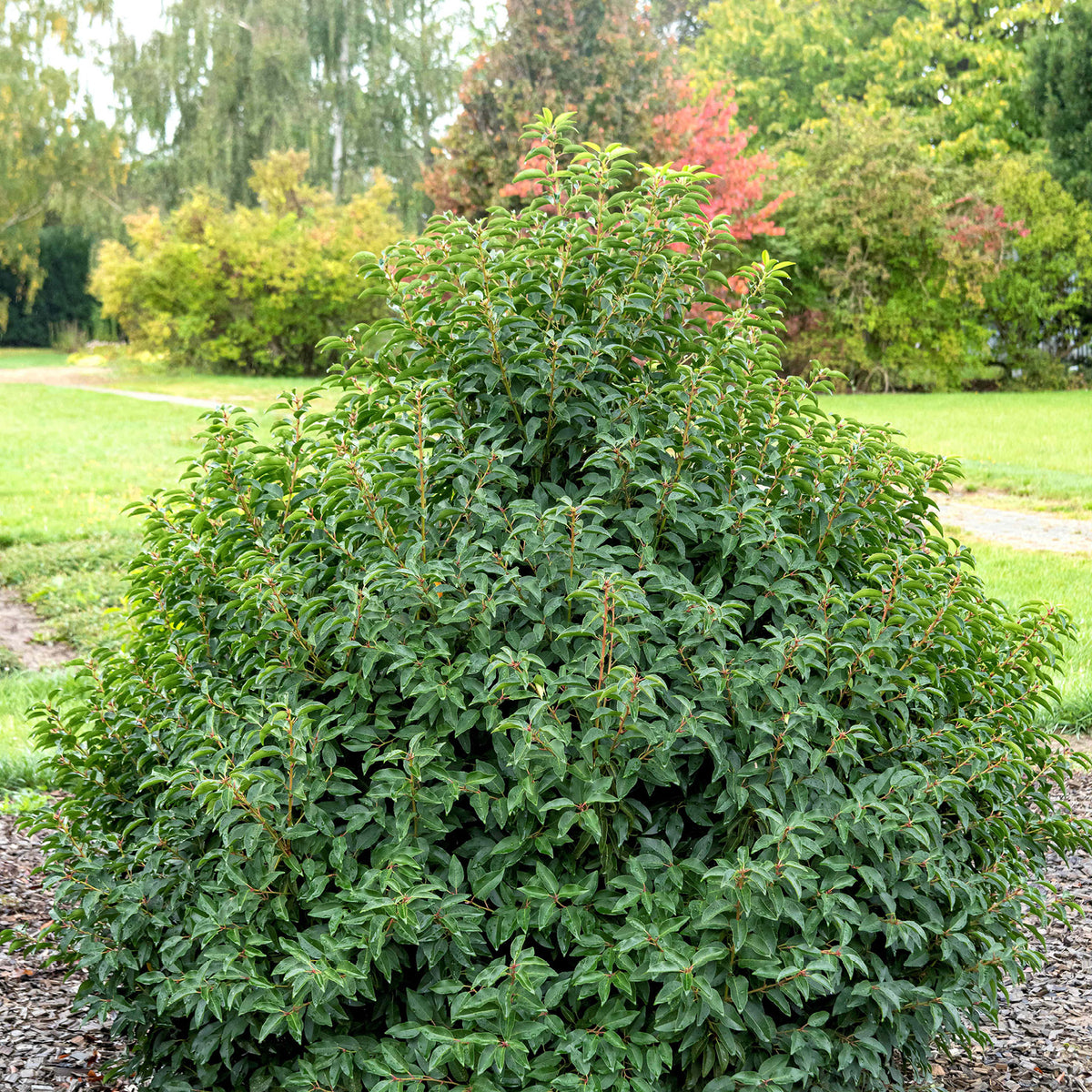 Strauch Portugiesischer Kirschlorbeer 'Angustifolia'