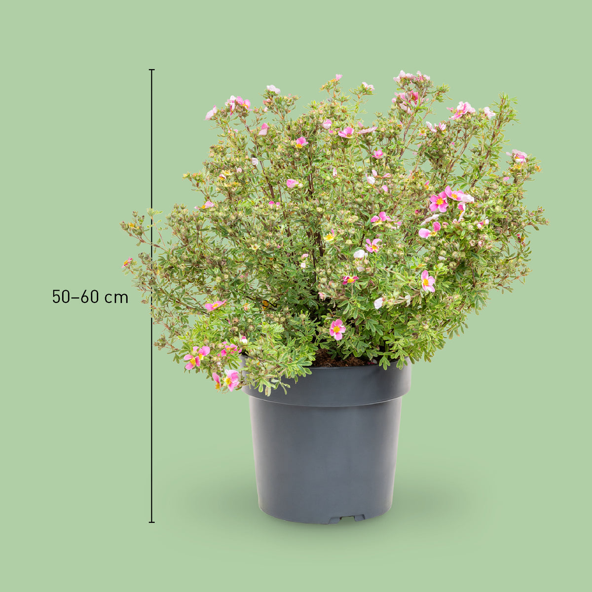 Größe der Potentilla 'Bella Rosa'®